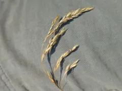 Purple False Oats thumbnail 4