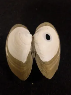 Pointed Macoma thumbnail 2