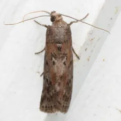 Black-spotted Leafroller Moth thumbnail 3