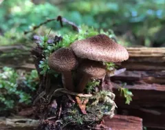 Inocybe lanuginosa thumbnail 2