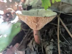 Oakbug Milkcap thumbnail 1