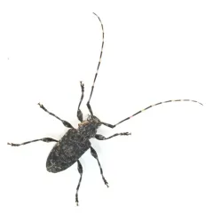 Variegated Longhorned Beetle thumbnail 4
