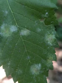 Erysiphe macrospora thumbnail 1
