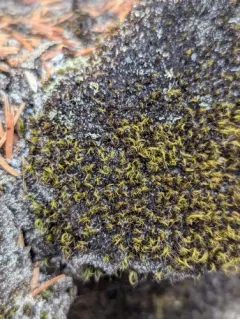 Fragile Twisted Moss thumbnail 2