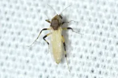 Bezzia nobilis thumbnail 3