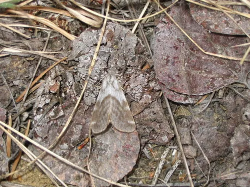 Woodland Tiger Moth