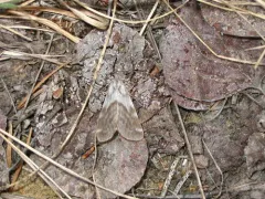 Woodland Tiger Moth thumbnail 1