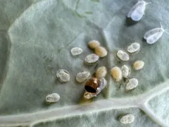 Cabbage Whitefly thumbnail 4