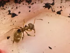 Mound-building Swamp Ant thumbnail 3