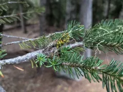 Hemlock Dwarf-mistletoe thumbnail 2