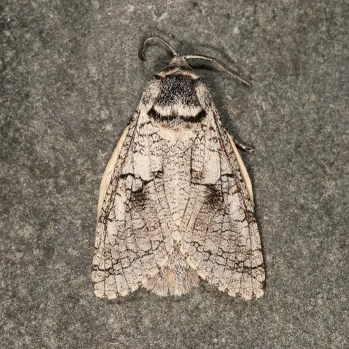 Aspen Carpenterworm