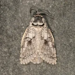 Aspen Carpenterworm thumbnail 1