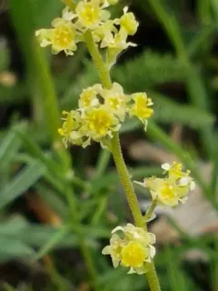 littleleaf alumroot thumbnail 2