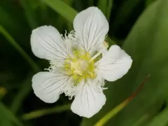 San Bernardino Grass of Parnassus thumbnail 2