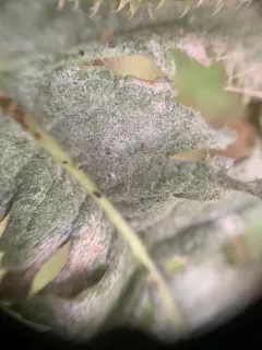 Podosphaera dipsacacearum thumbnail 1