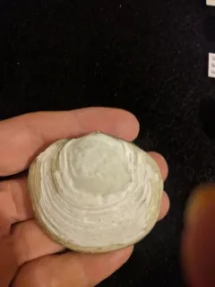 Ringed Lucine thumbnail 1