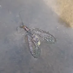 San Francisco Lacewing thumbnail 2