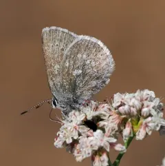 Sagebrush Sooty Hairstreak thumbnail 4