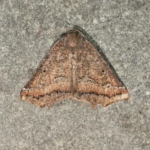 Prochoerodes amplicineraria