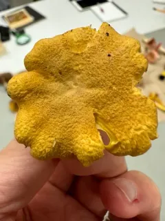 Cantharellus camphoratus thumbnail 4