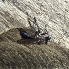 Eastern Black Chiselmouth thumbnail 4