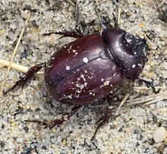 Smooth Ox Beetle thumbnail 3