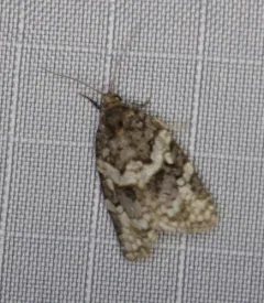 Fall Spruce Needle Moth thumbnail 4