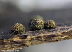 Pseudotrichia mutabilis thumbnail 2