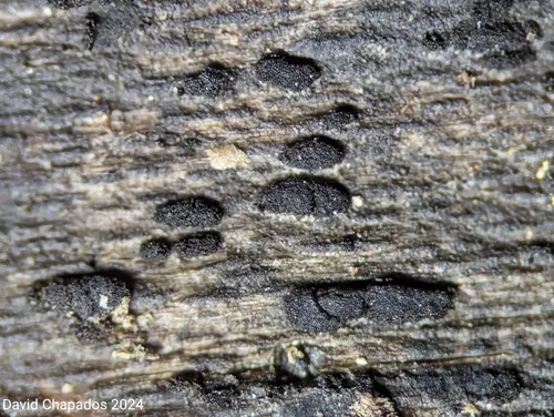 Cryptocoryneum condensatum