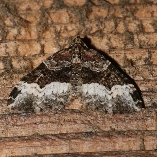 American Sharp-angled Carpet