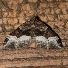 American Sharp-angled Carpet thumbnail 1