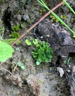 smooth hornwort thumbnail 3