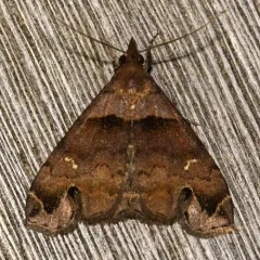 Ambiguous Moth thumbnail 2