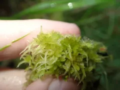Angerman's sphagnum thumbnail 3