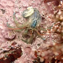 Blueband Hermit Crab thumbnail 2
