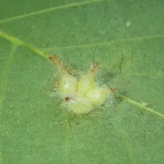 Caryomyia echinata thumbnail 4