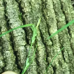 hairy sedge thumbnail 2