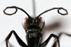Anoplius depressipes thumbnail 2