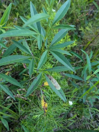 Calycomyza avira
