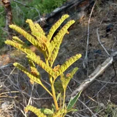 Tall Phacelia thumbnail 3