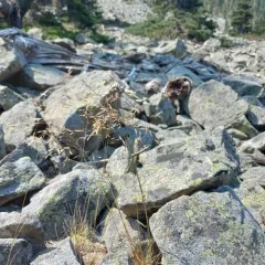 Pine bluegrass thumbnail 2