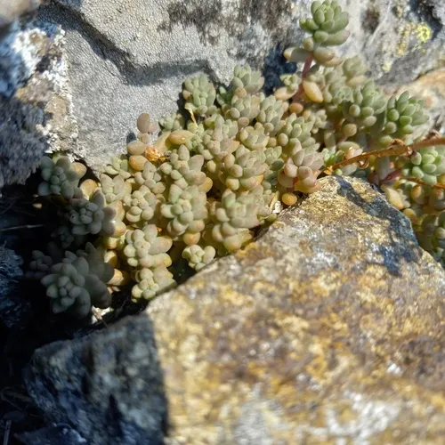 Curvedleaf Stonecrop