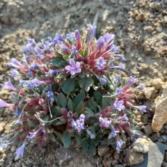 Alpine Collomia thumbnail 3