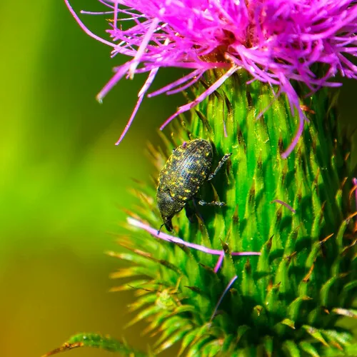Turbine Cylindrical Weevil