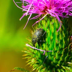 Turbine Cylindrical Weevil thumbnail 1