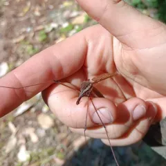 Giant Western Crane Fly thumbnail 4