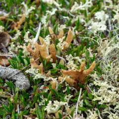 Arctic Butterfingers Lichen thumbnail 4