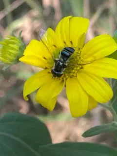 Silver-banded Hover Fly thumbnail 3