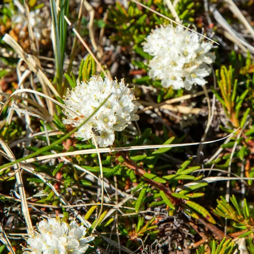 marsh Labrador tea