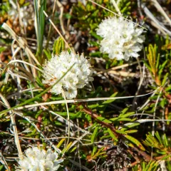 marsh Labrador tea thumbnail 1